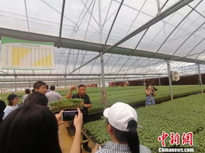 遼寧鐵嶺發(fā)展綠色農業(yè) 打造 鐵字號 農產品品牌